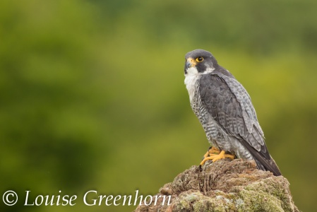 Peregrine (Falco peregrinus) Louise Greenhorn